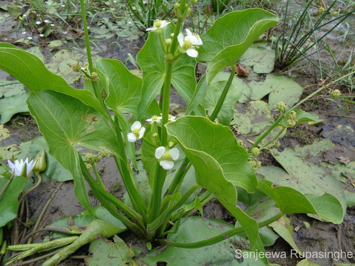 Limnophyton obtusifolium (L.) Miq.